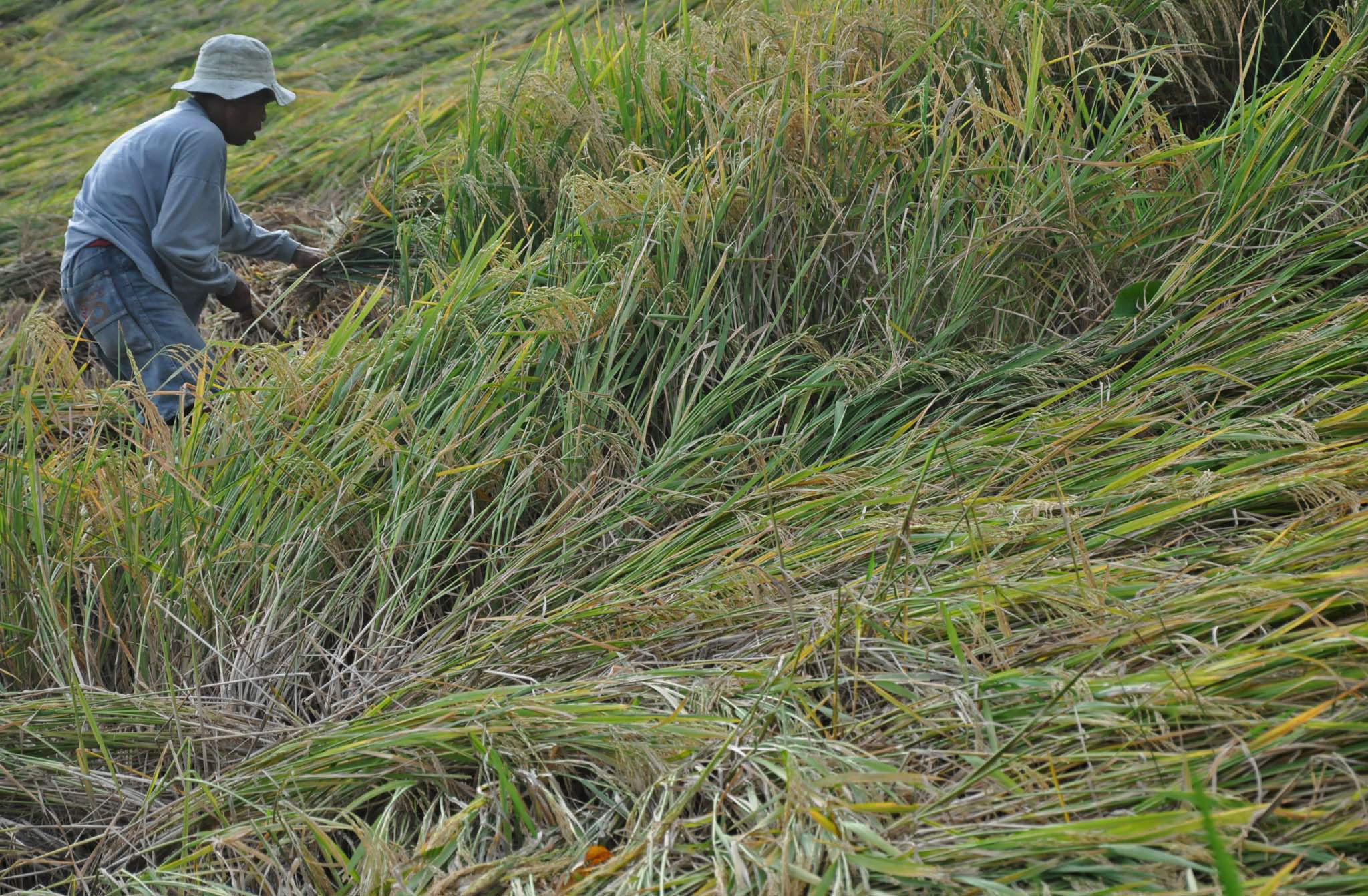 Seorang petani sedang menyelamatkan tanaman padinya yang rusak akibat angin kencang.