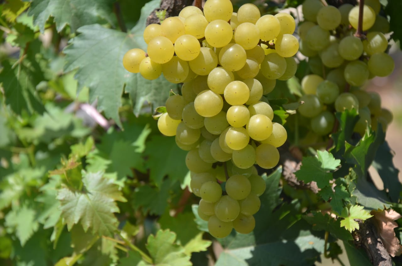 Anggur varietas yang diberi nama Janetes SP1.