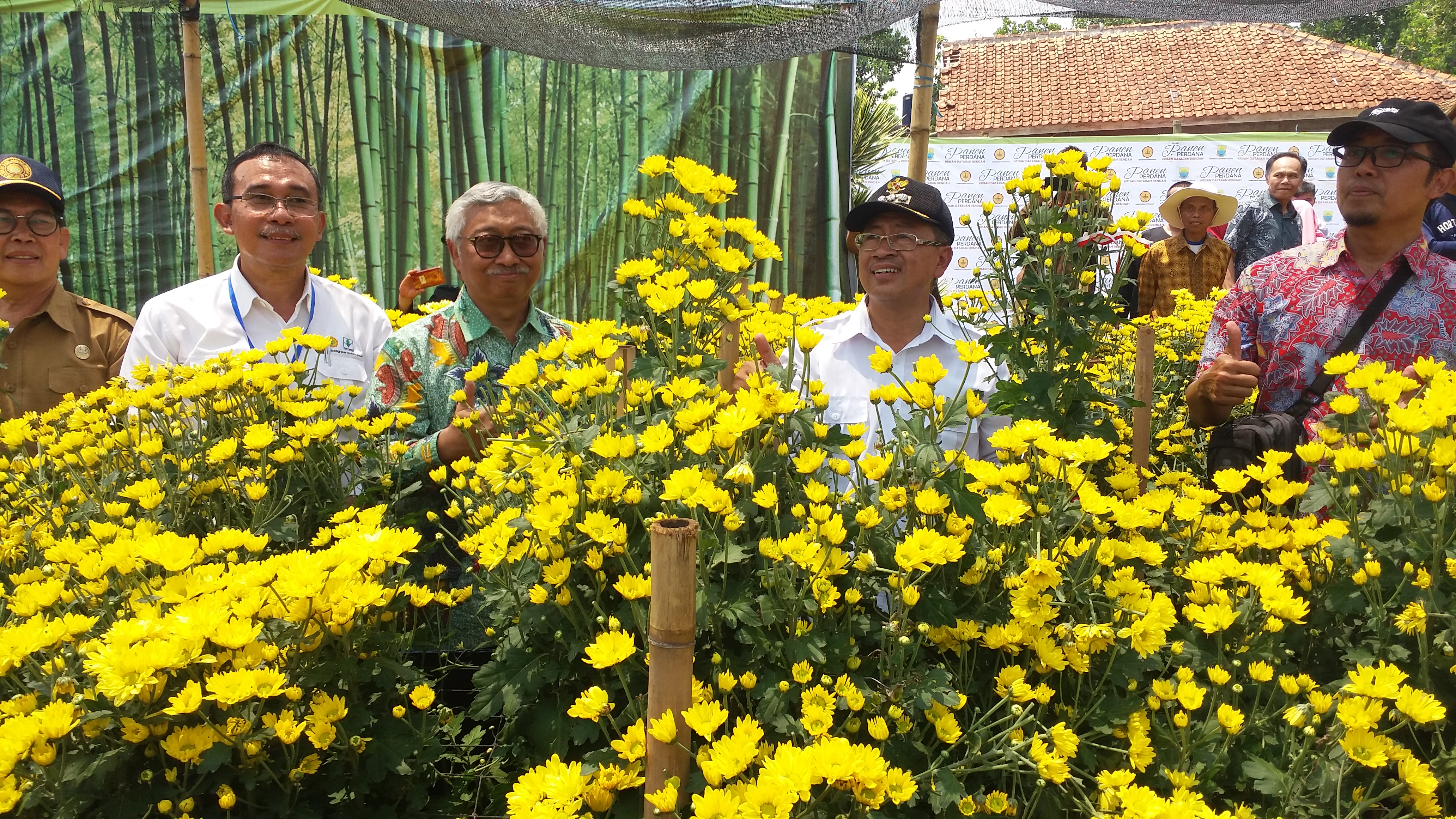 Panen perdana bunga krisan yang dikembangkan di dataran rendah Kampung Tipar, Desa Hegarmanah, Kecamatan Karangtengah, Selasa (12/11/2019).