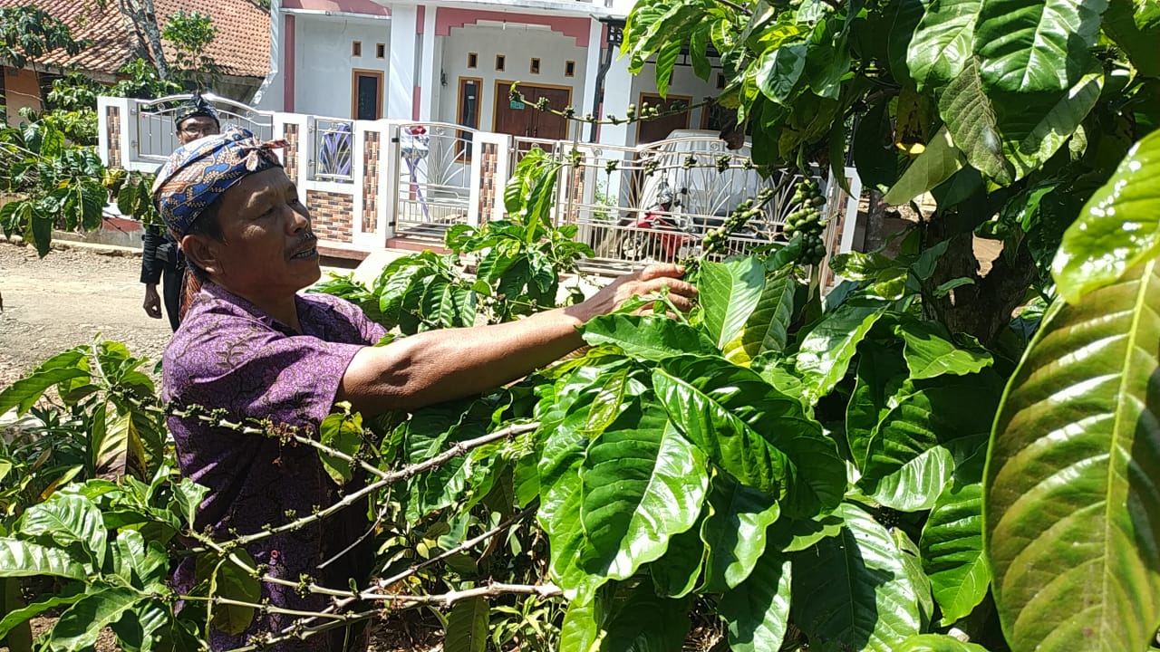 Warga Desa Capar, Kecamatan Salem, Brebes  membuka usaha kopi melalui BUMDes.