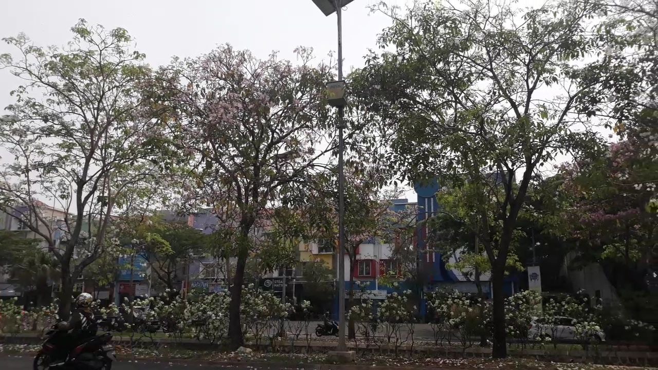 Sejumlah pohon Tabebuya di pinggir jalan Kota Bekasi tampak berbunga.