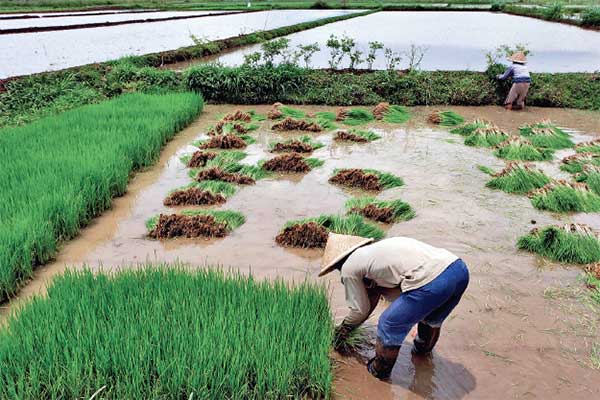 Petani mempersiapkan bibit padi untuk ditanam di persawahan Desa Karangtejo, Kedu, Temanggung, Jawa Tengah, kemarin.