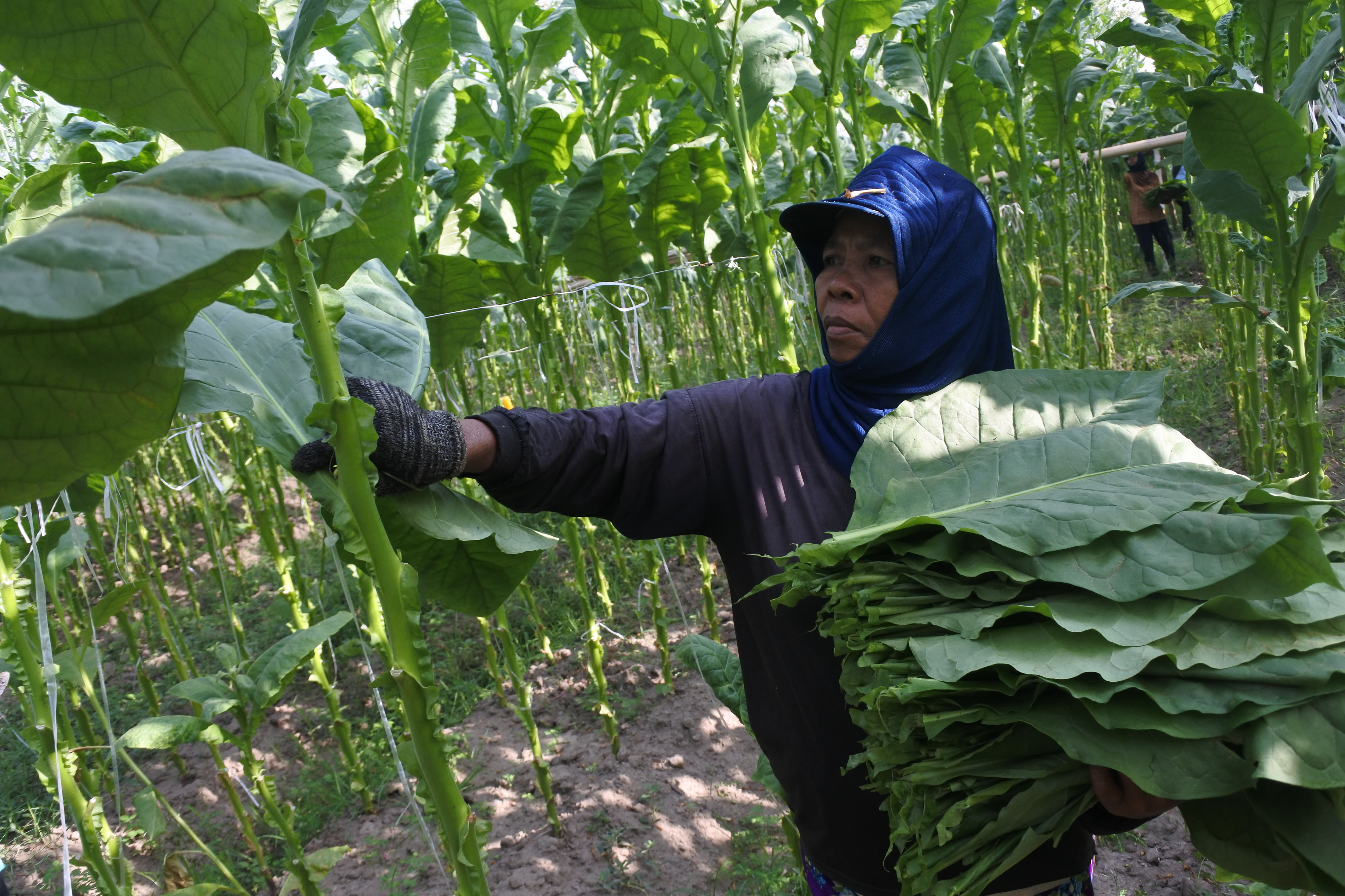 Rencana kenaikan cukai rokok sebesar 23 persen tahun 2020 diprediksi akan menurunkan penyerapan tembakau petani.