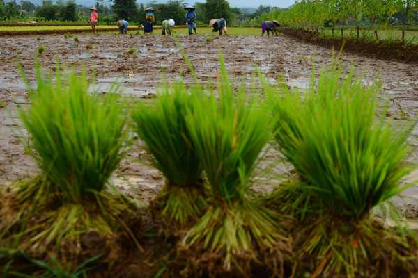 Dinas Pertanian NTT Siapkan Benih Gratis