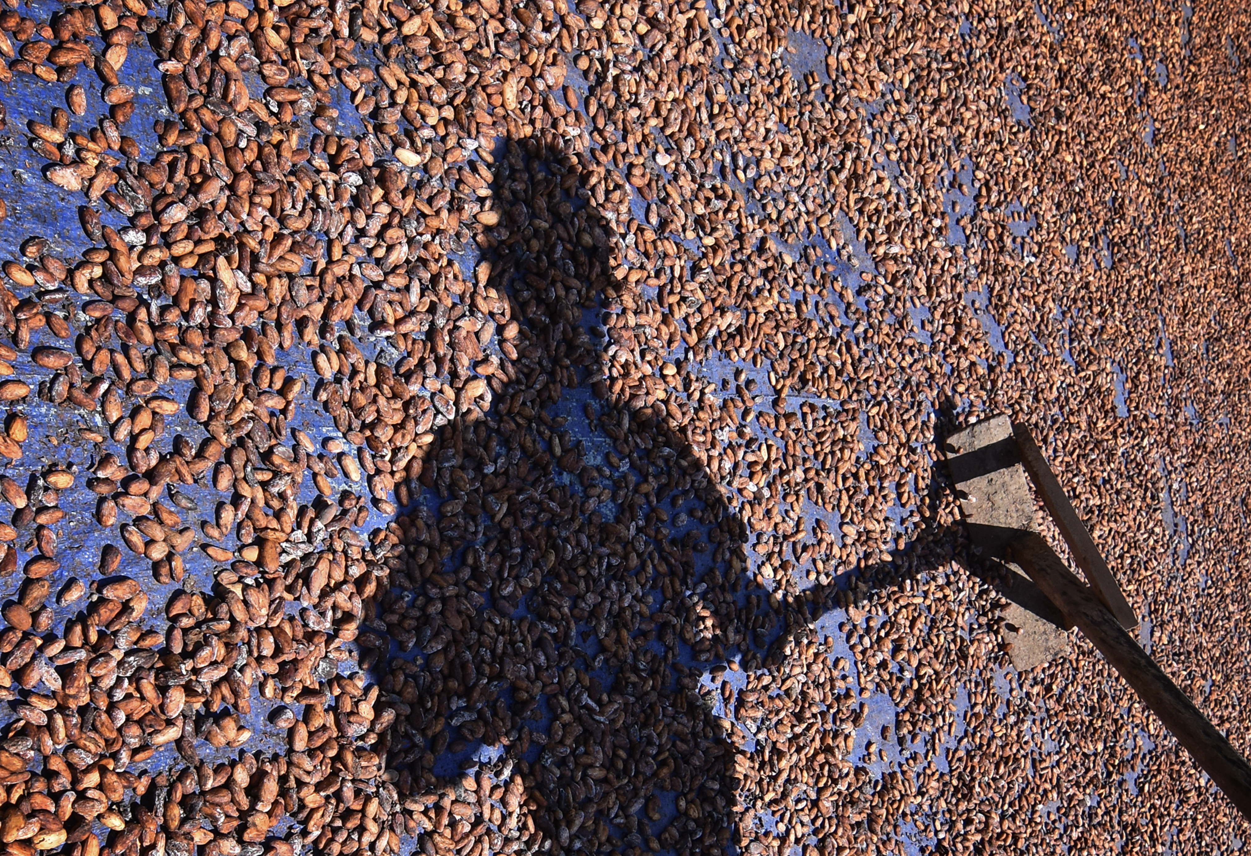 Indonesia banyak membeli barang dari Kolombia salah satunya biji kakao.