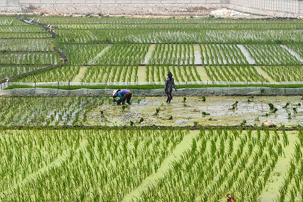 Beralih Menjadi Kebun Sawit, Lahan Sawah di Sumbar Terus Menyusut