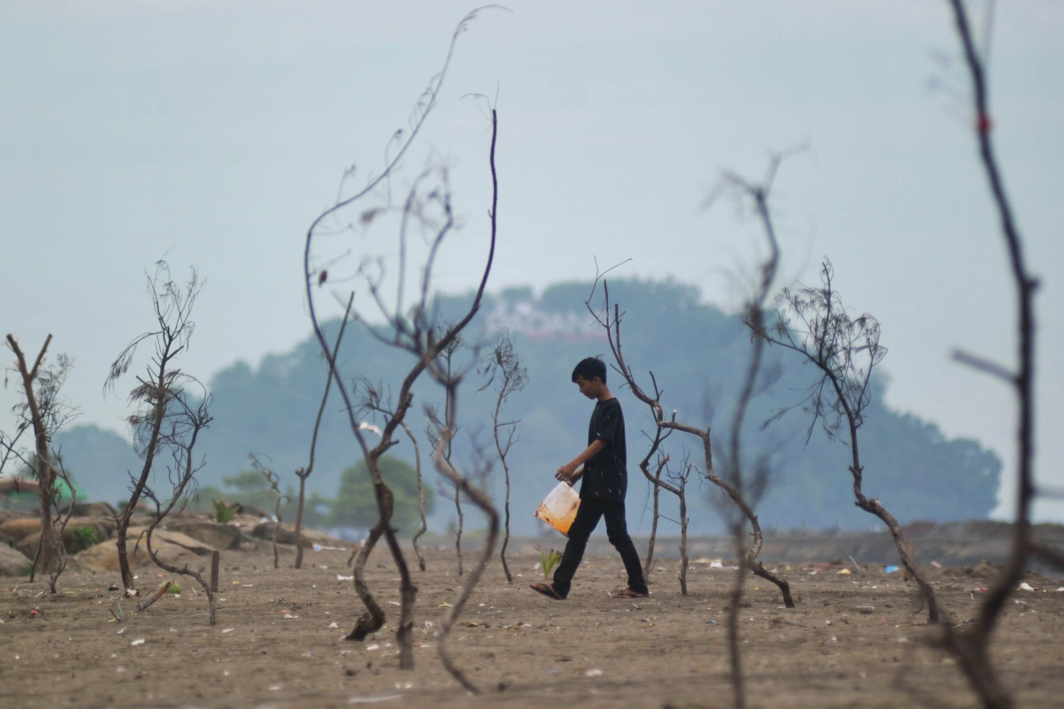 Warga berjalan di antara bibit pohon yang mati di Pantai Muaro Lasak, Padang, Sumatra Barat, Selasa (18/6/2019). 