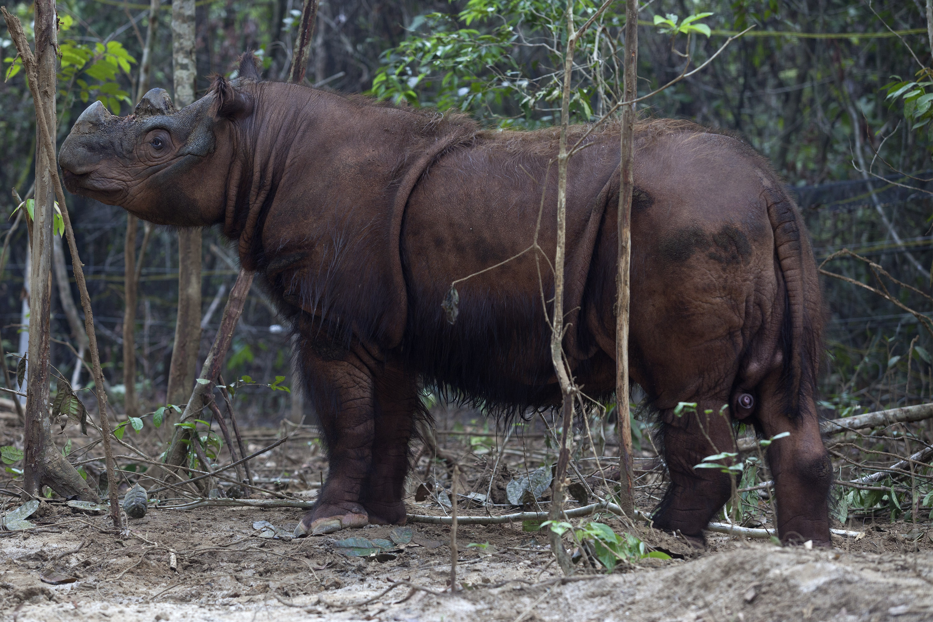 Seekor badak Sumatra berjalan di hutan kawasan Suaka Rhino Sumatera (SRS) Taman Nasional Way Kambas (TNWK), Lampung.