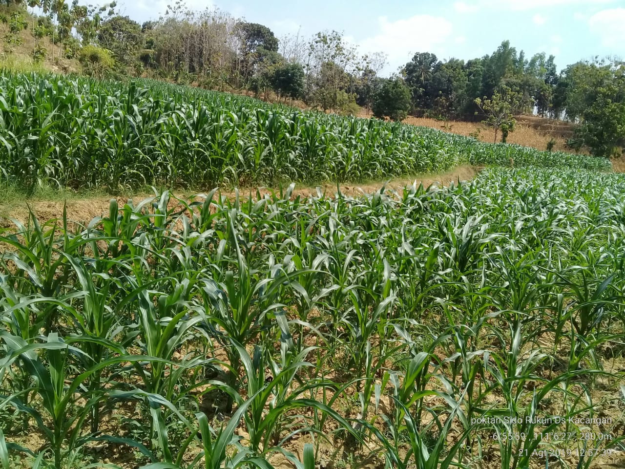 Budidaya Jagung di Blora, jawa Tengah