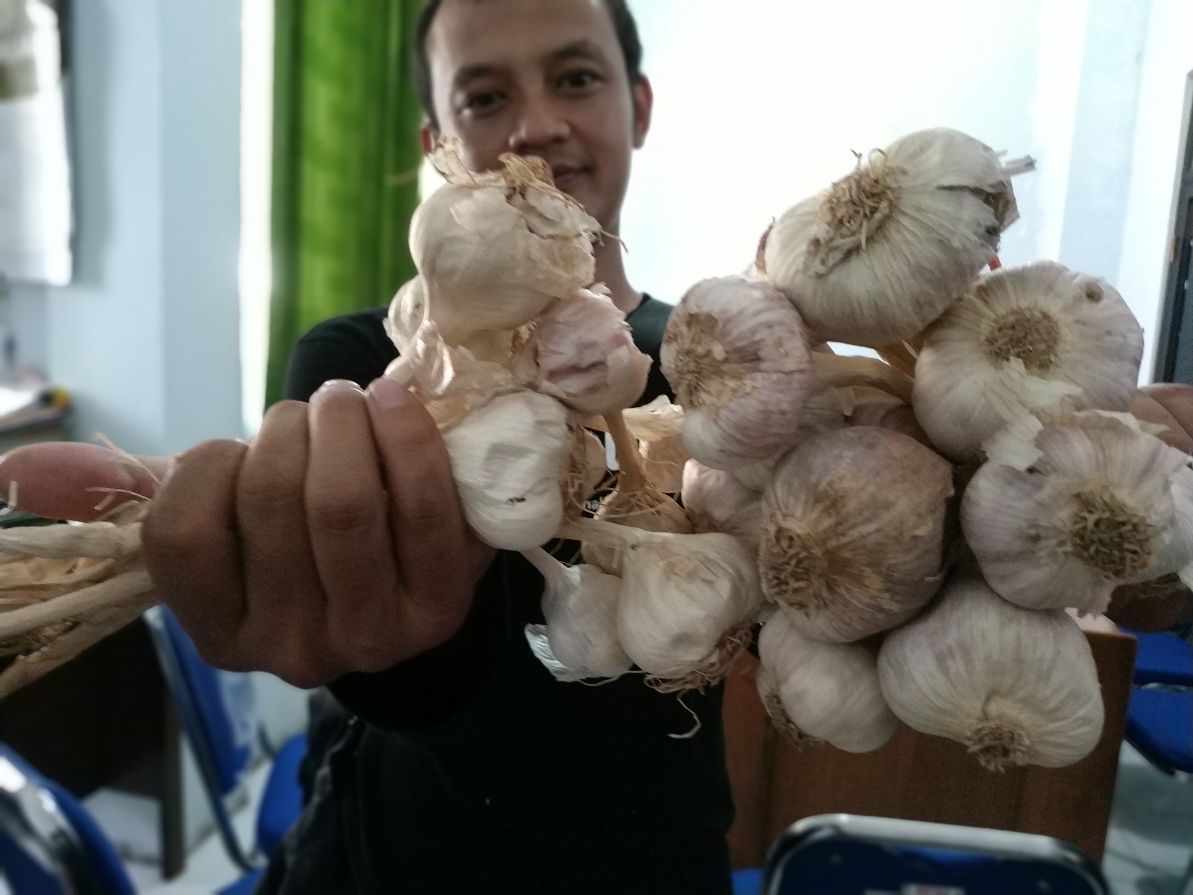 Pertanian bawang putih mulai dikembangkan di Temanggung sekitar 2017 di 11 kecamatan dengan kondisi geografis berupa dat