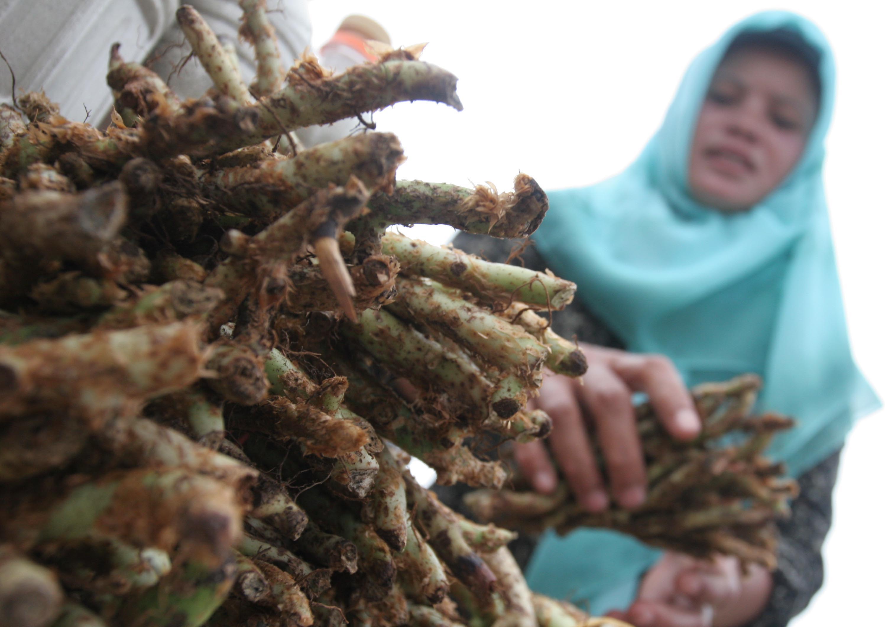 Cegah Defisit BPJS, DPR Dorong Pemakaian Obat Tradisional