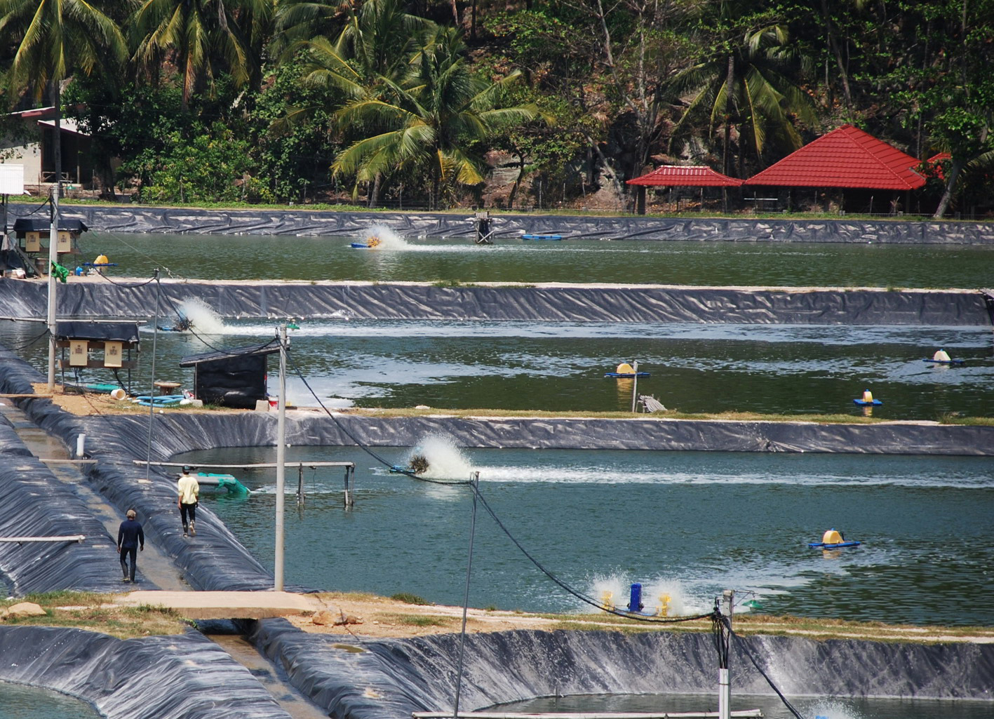 Sejumlah petambak udang sedang beraktivitas di areal pertambakan udang salah satu perusahaan di Kabupaten Pesawaran, Lampung