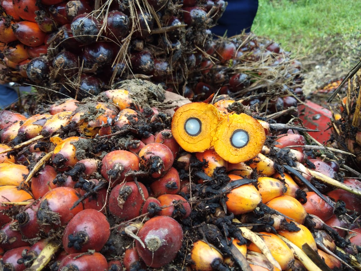 Tumpukan kelapa sawit di perkebunan sawit milik PT Unggul Widya Teknologi Lestari (UWTL) di Baras, Sulawesi Barat