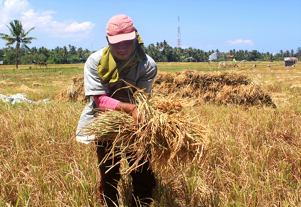  Petani memanen tanaman padi di persawahan Tarus, Kelurahan Tarus, Kecamatan Kupang Tengah, Kabupaten Kupang, NTT. 