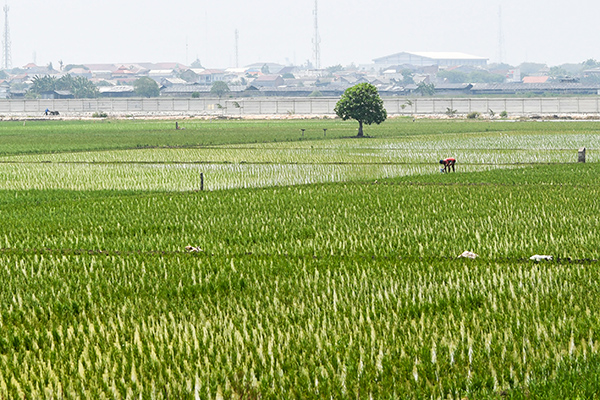Pupuk Aman, Petani Tersenyum Lagi
