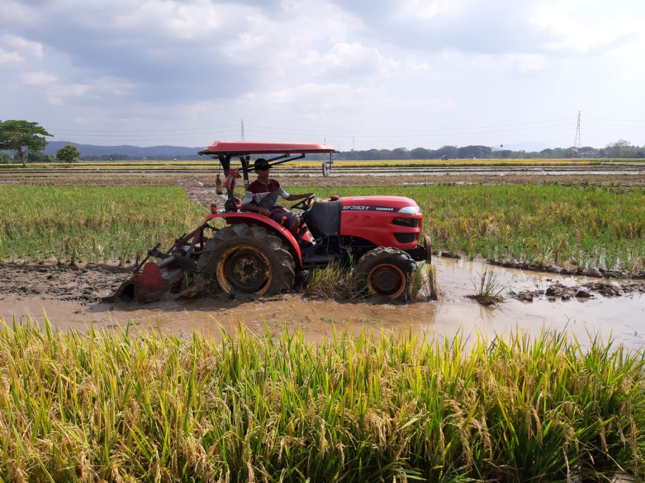 Petani sednagn mengolah tanah persawahan dengan traktor. 