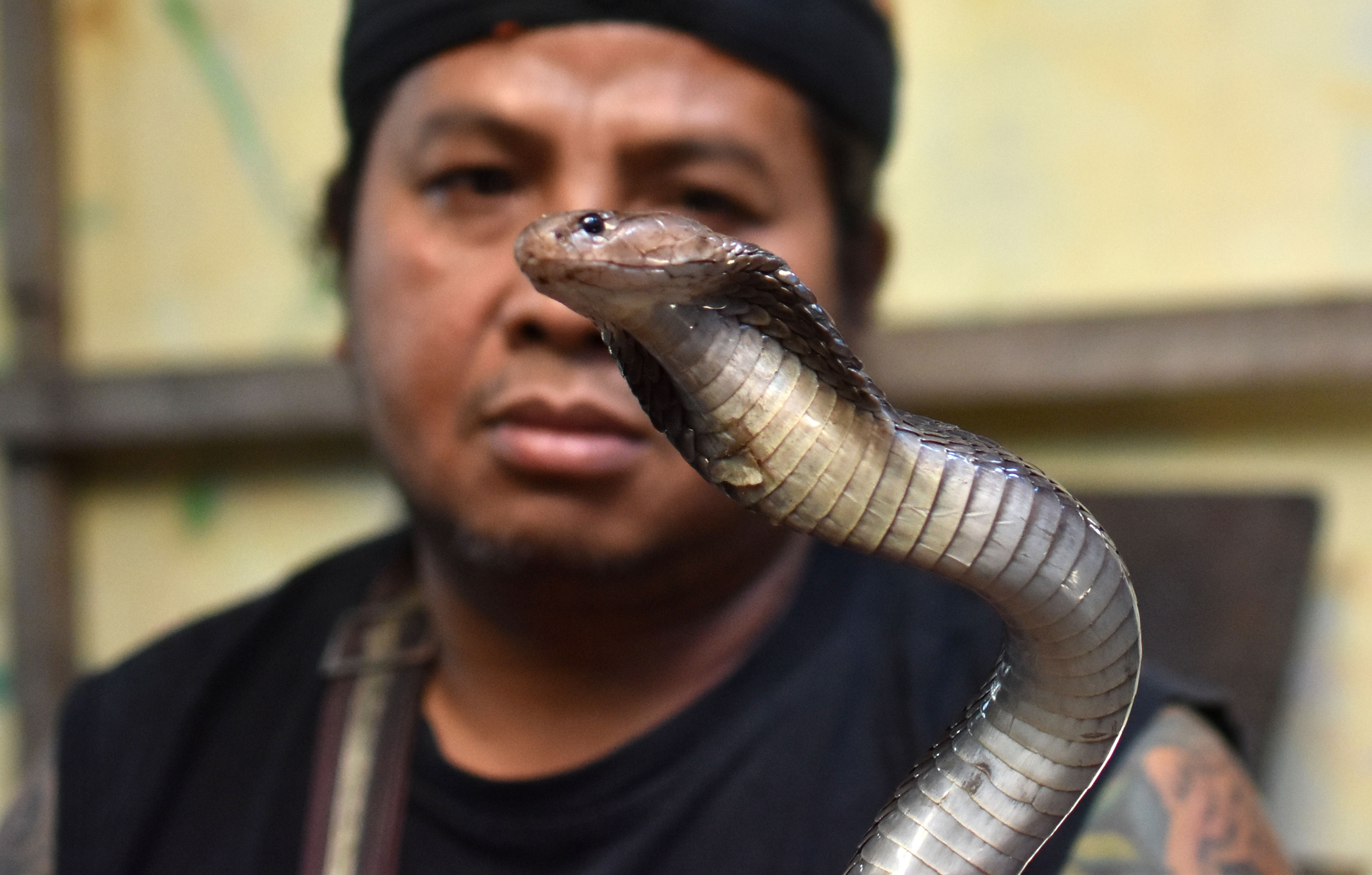 ilustrasi: Pedagang menunjukkan ular kobra (Naja sputatrix) di Pasar Hewan Ambarawa, Kabupaten Semarang, Jawa Tengah