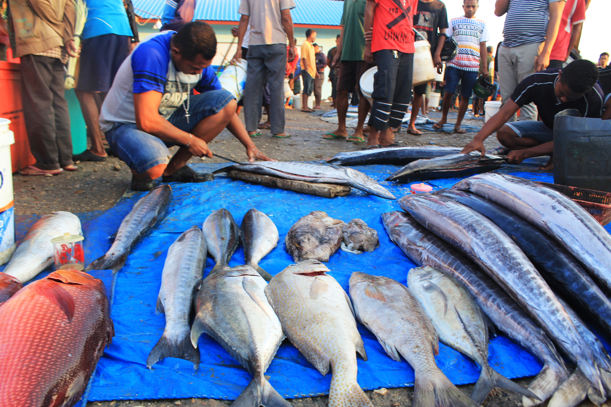 Investor Mulai Bangun Pabrik Ikan di Kupang 