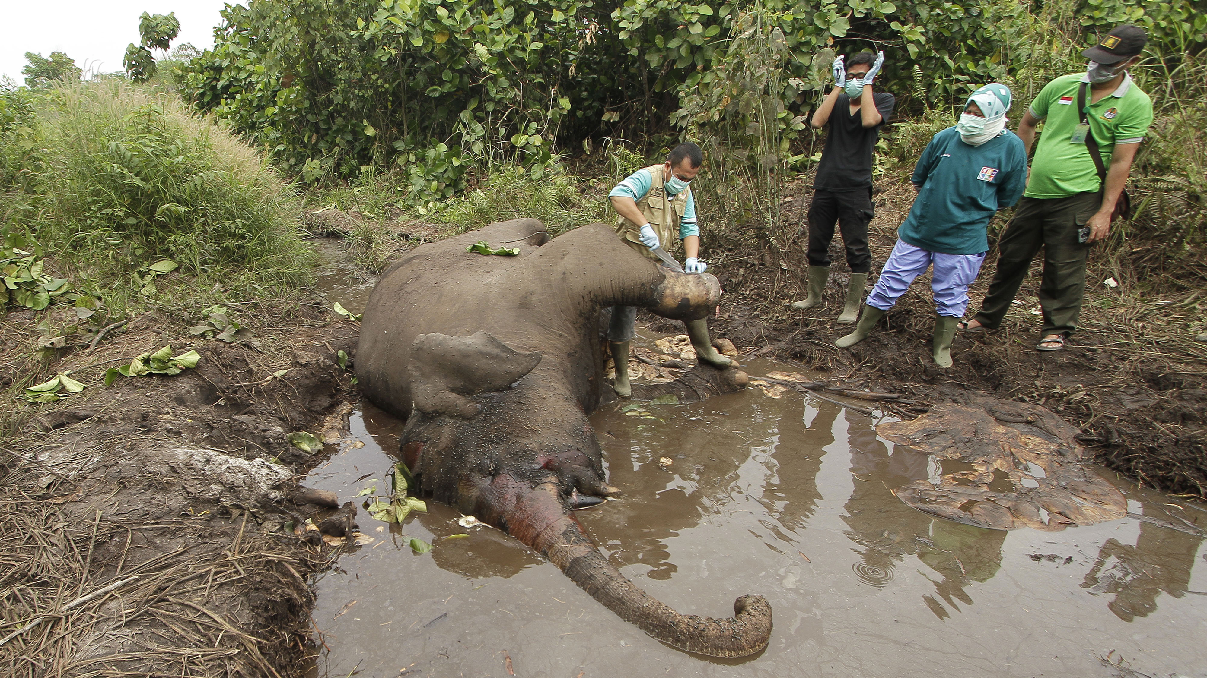 Bangkai gajah sumatra