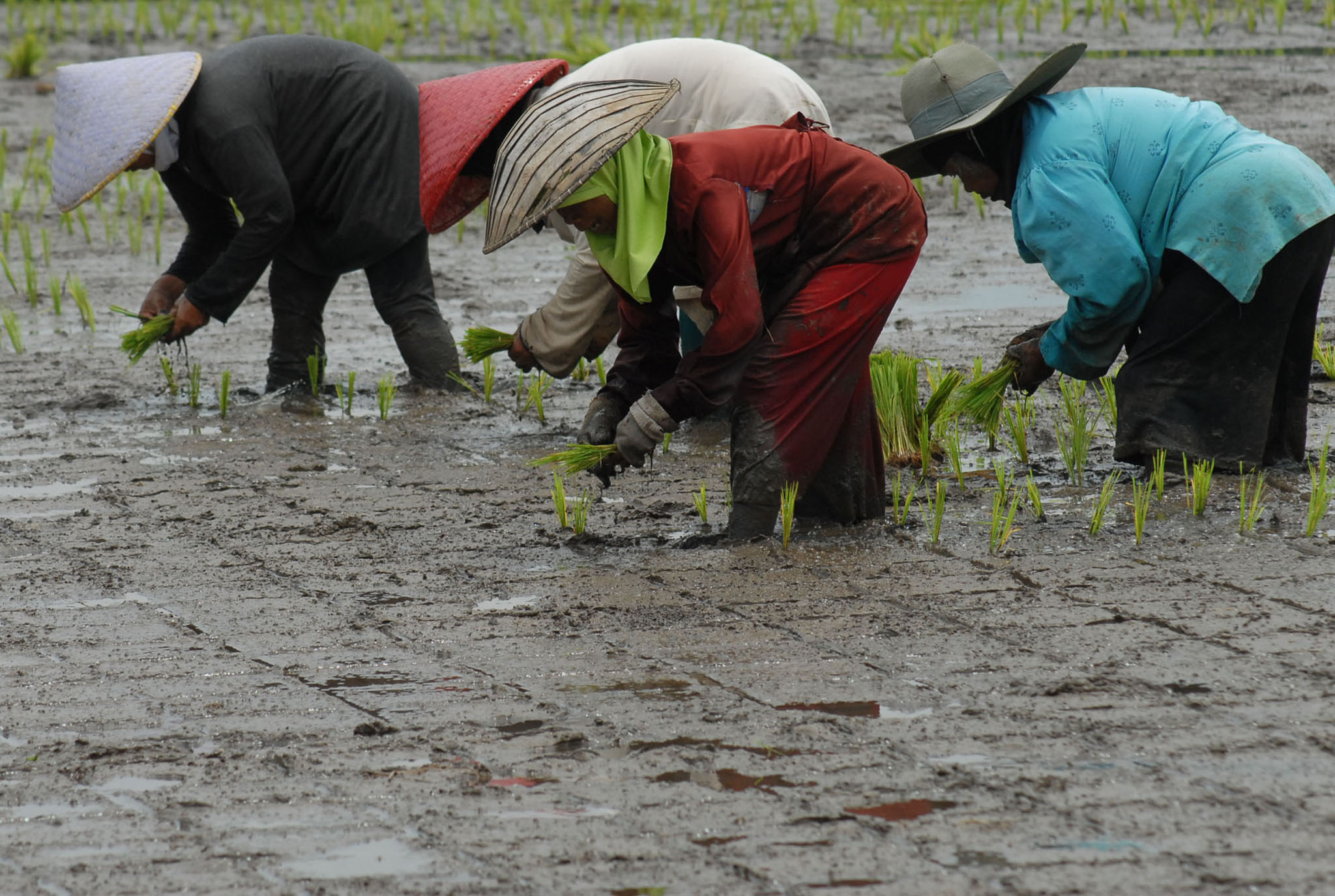 Memasuki musim hujan, para petani di wilayah Priangan Timur sudah memulai musim tanam. 