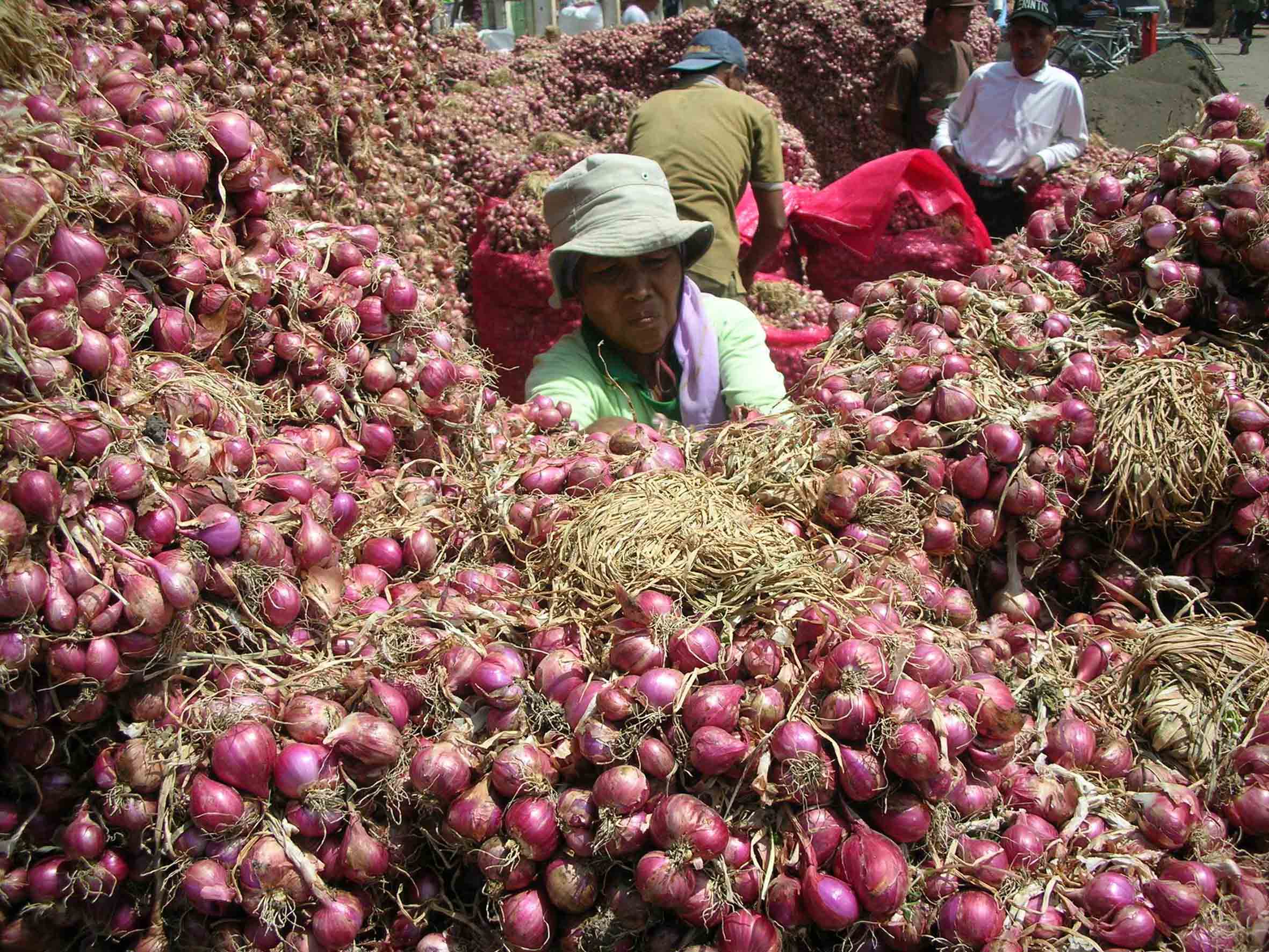 Cianjur kembangkan bawang merah varietas batu hijau yang mempunyai keunggulan ukuran jauh lebih besar dibanding bawang merah lainnya.