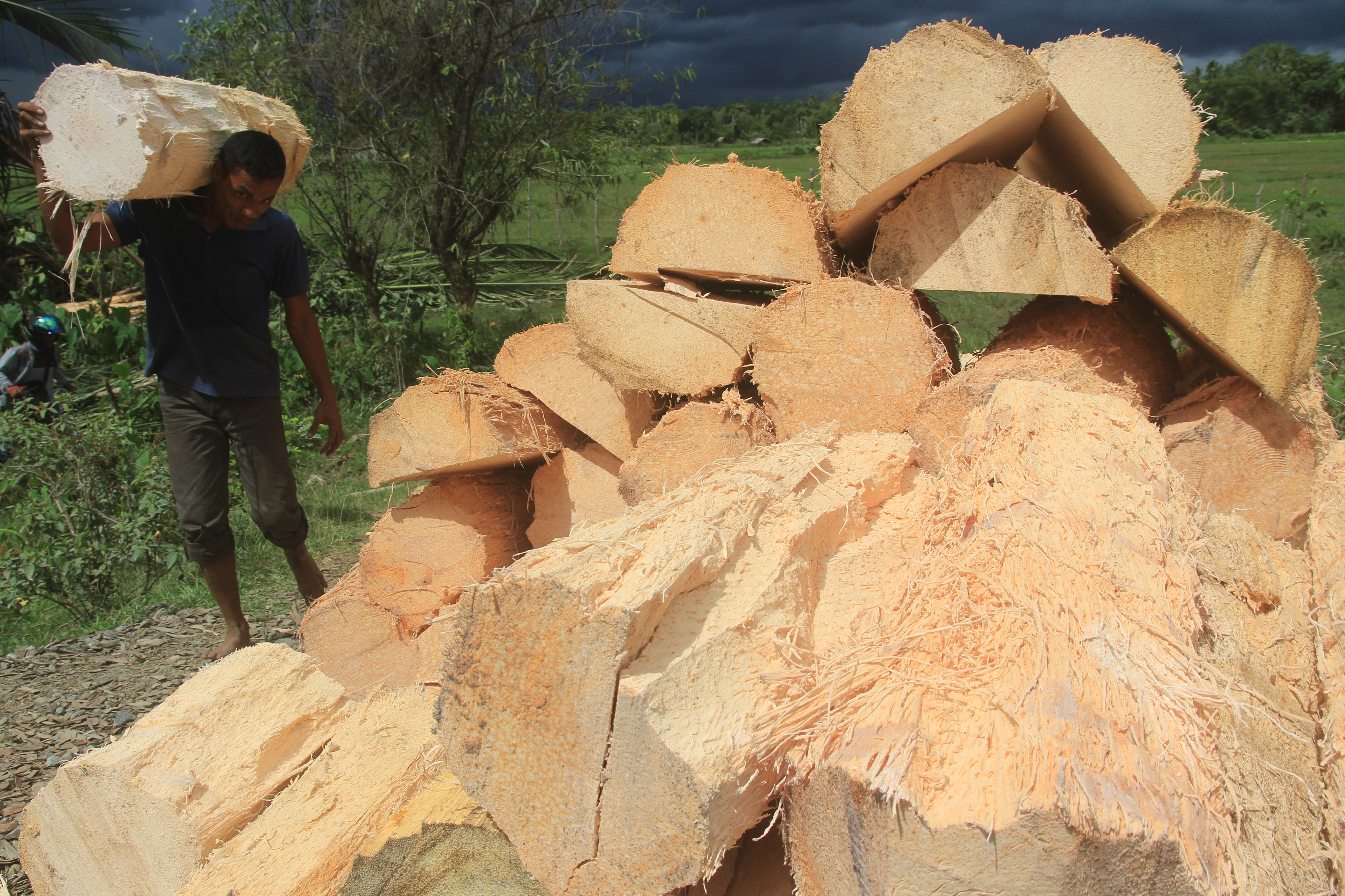  Pekerja mengangkut potongan pohon sagu sebelum diolah menjadi tepung sagu di Desa Pasi Jeumpa Putim, Kaway XVI, Aceh Barat, Aceh.