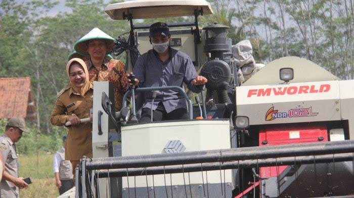 Purbalingga Panen di Tengah Kemarau Panjang