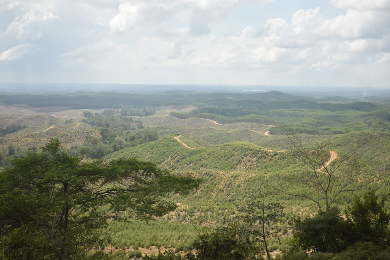 Hamparan sawah di lahan yang akan jadi lokasi ibu kota baru di Kalimantan Timur