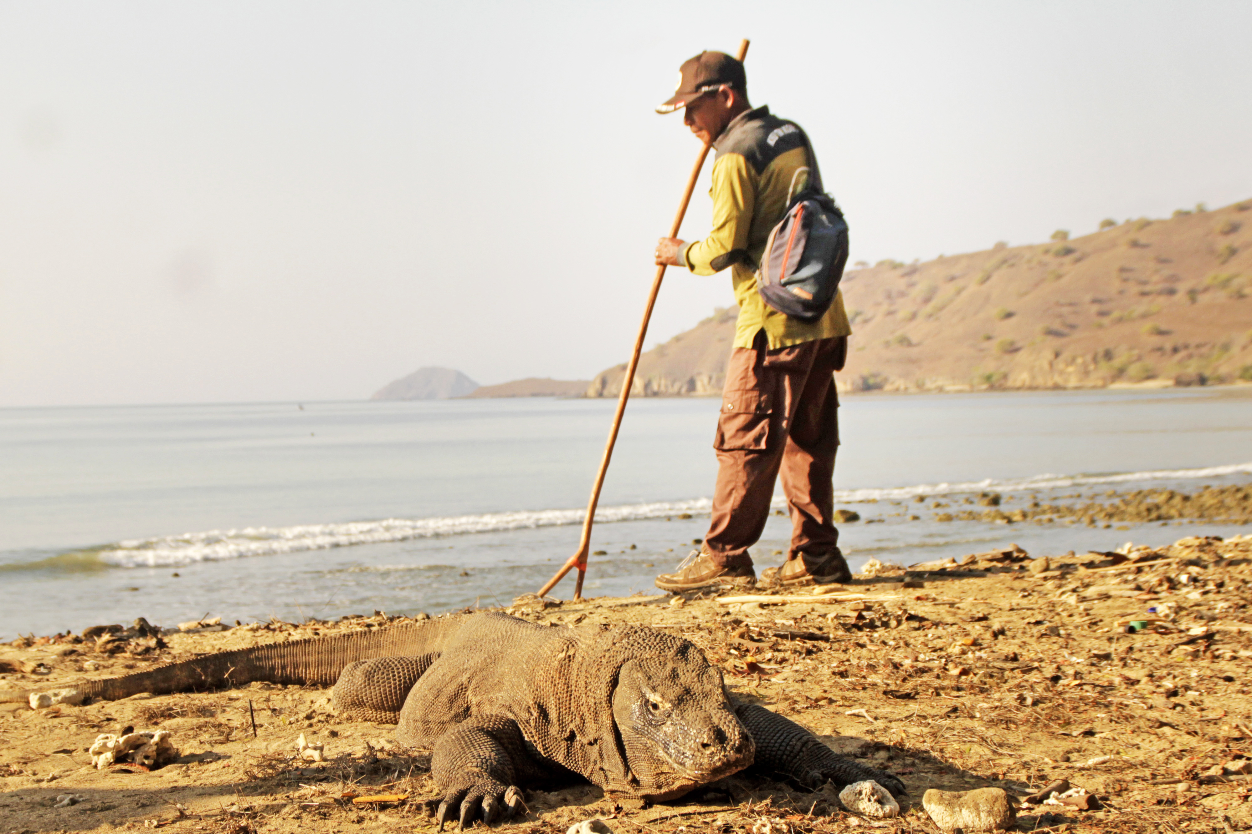 POPULASI KOMODO DI PULAU KOMODO