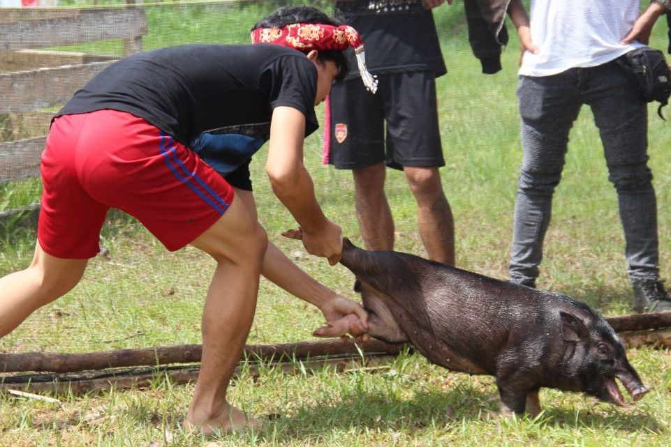 Seorang warga menangkap babi