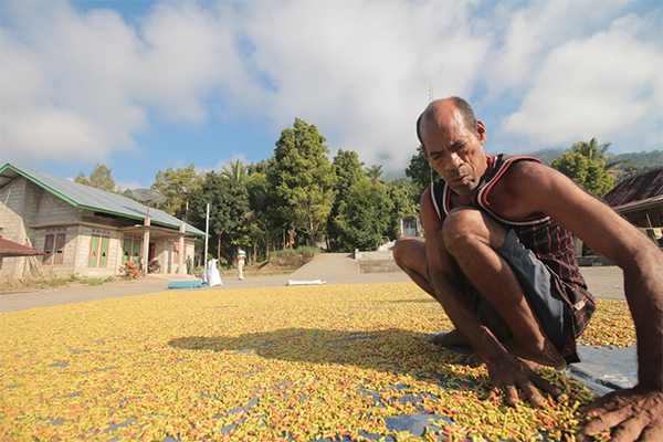 Harga Cengkeh di Nagekeo Diatur Tengkulak