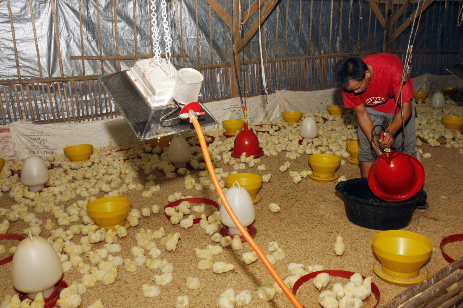 Peternak memberi pakan anak ayam di kandang yang telah dibedah dan difasilitasi oleh PT Charoen Pokphand Indonesia Tbk