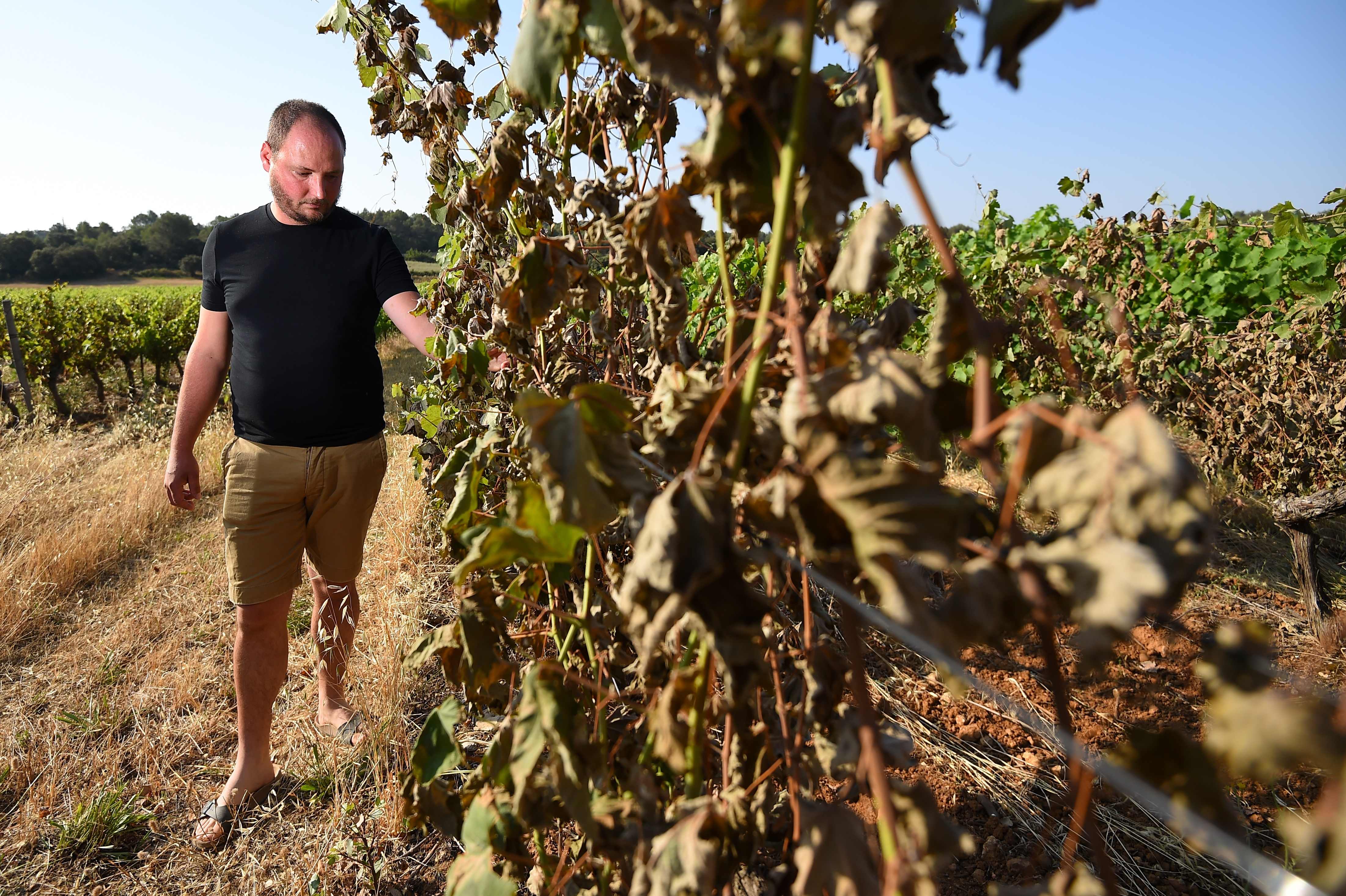 Emilien Fournel, produsen anggur, melihat tanaman anggurnya yang terbakar suhu panas di Sussargues, Prancis