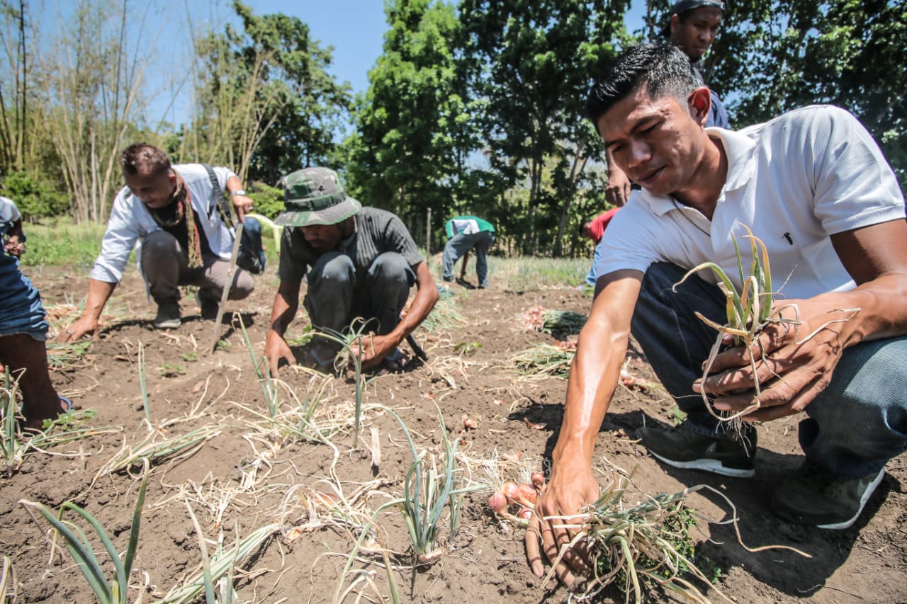 Petani Ngada Panen Bawang Manfaatkan Air dengan Pompa Barsha