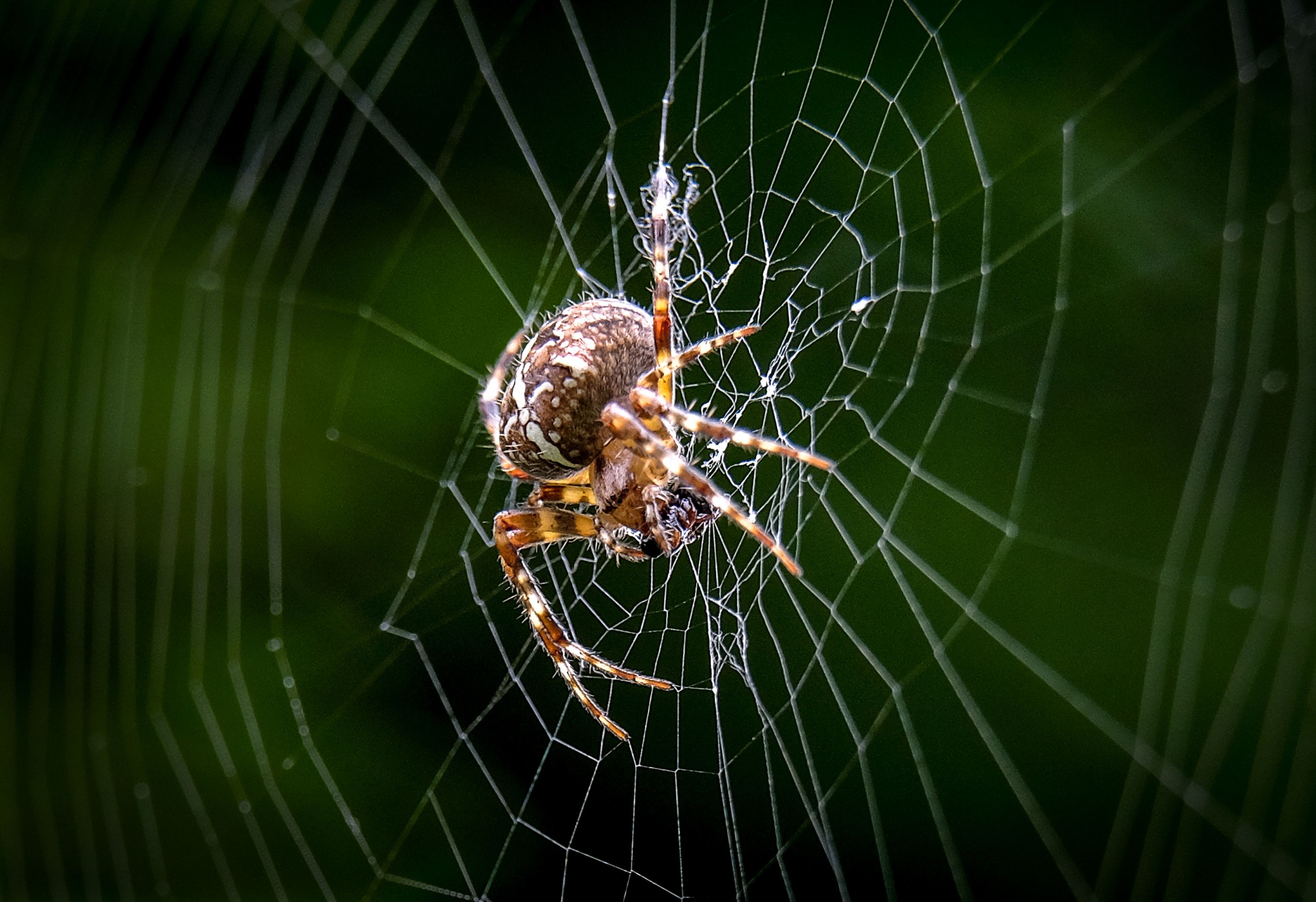 Biarkan Laba-Laba dalam Rumah Anda