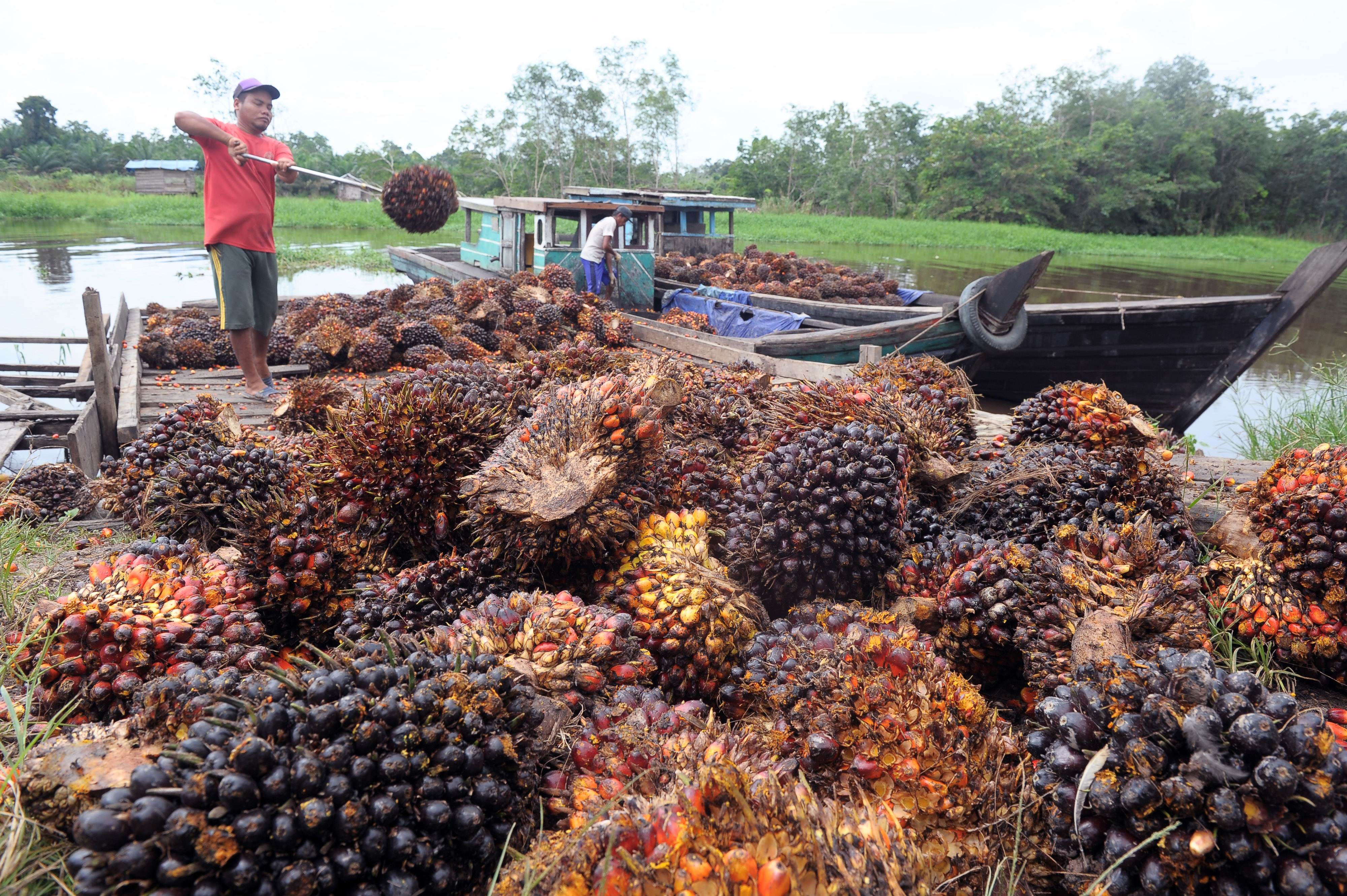 Limbah kelapa sawit bisa diolah menjadi biofuel bernilai tinggi dengan menggunakan katalis lempung bentonit. 