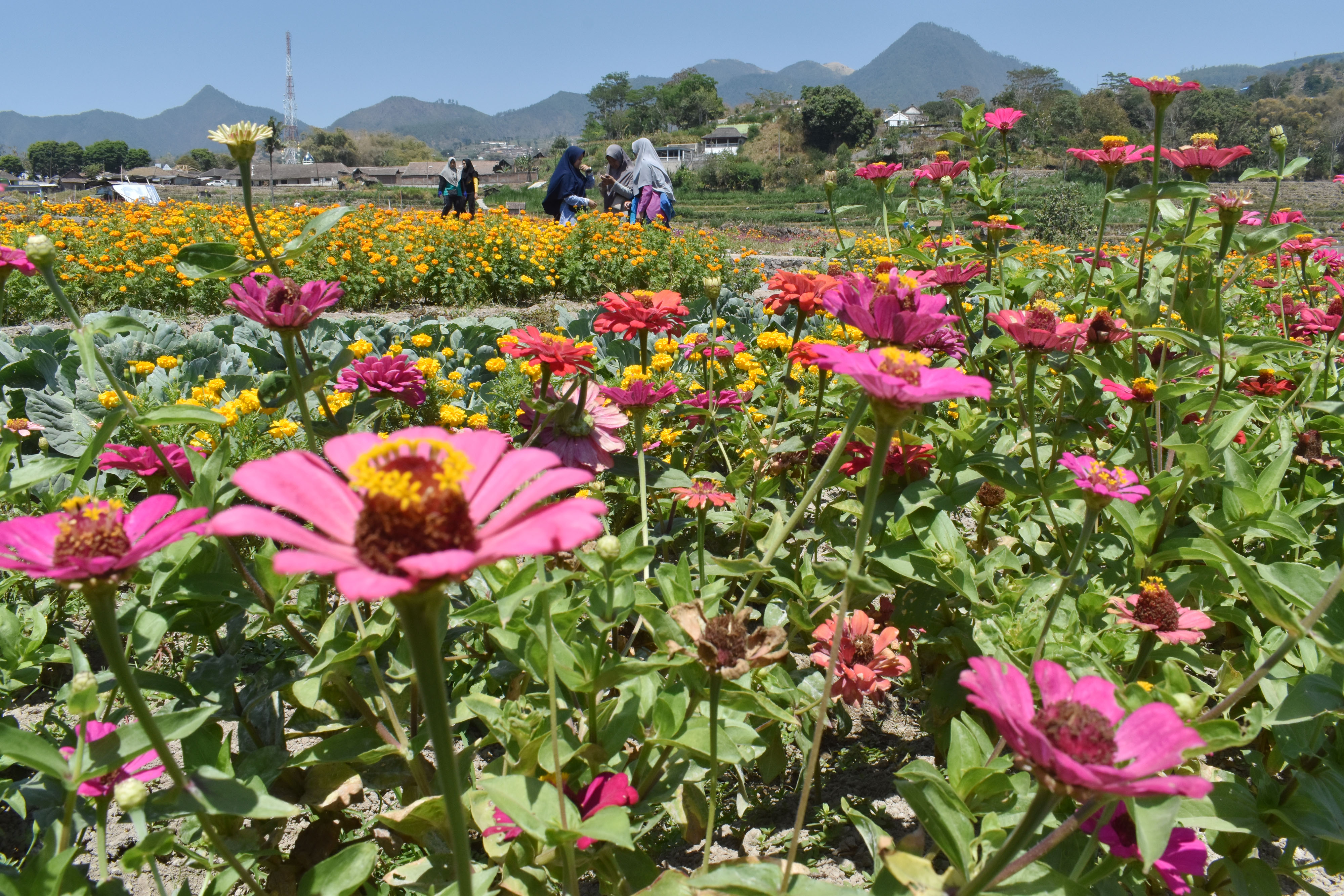Pemprov Sulawesi Selatan akan mengembangkan agrowisata untuk meningkatkan jumlah kunjungan wisatawan.