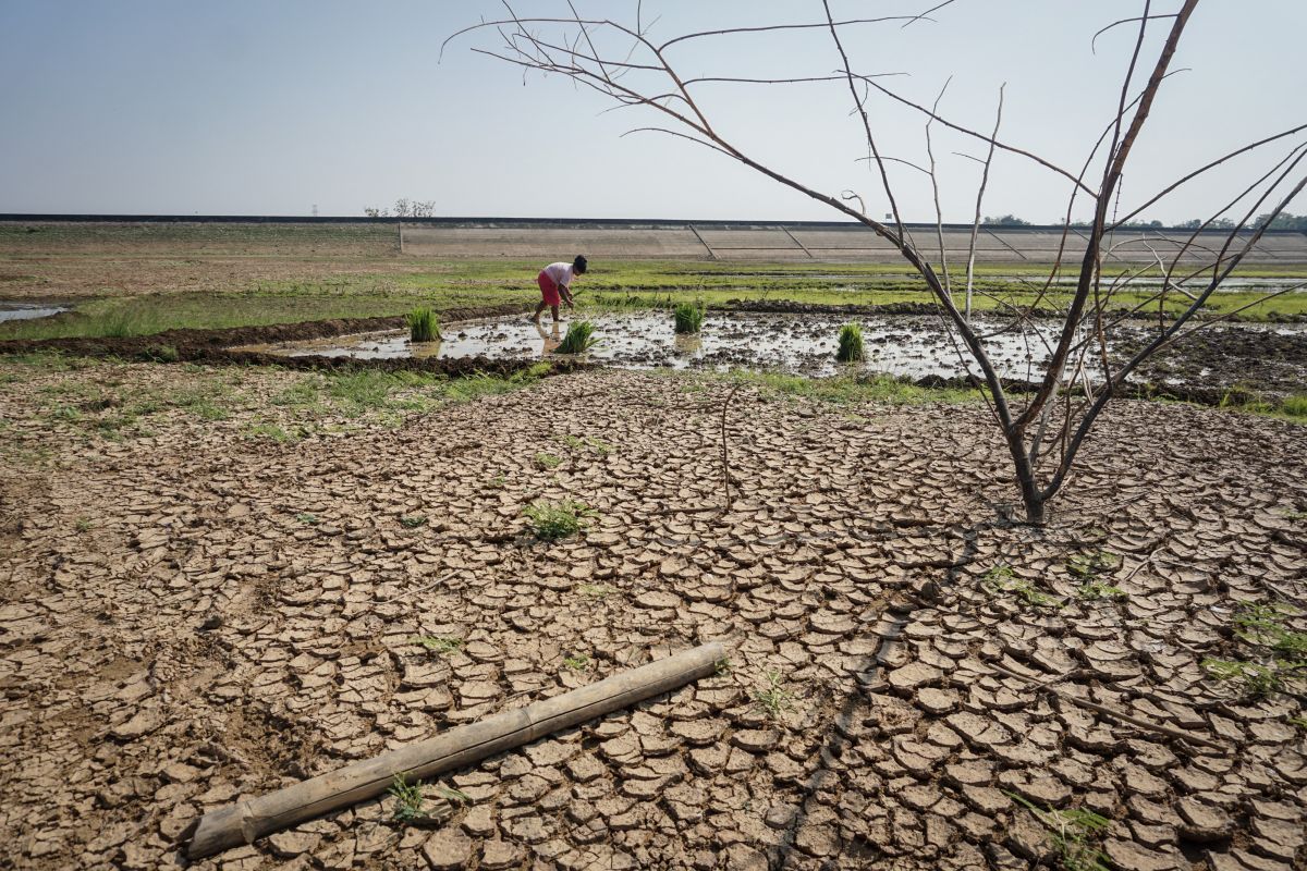 Dampak kemarau, musim tanam di Jawa Tengah mundur sebulan karena menunggu ketersediaan air.  
