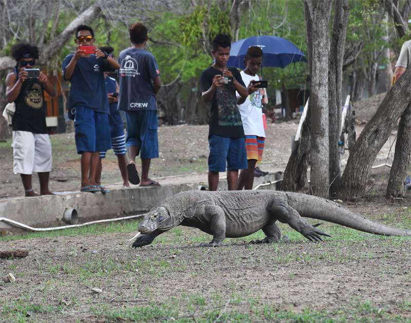 Pengunjung mengabadikan seekor komodo di Pulau Rinca, Kawasan Taman Nasional Komodo, Nusa Tenggara Timur.