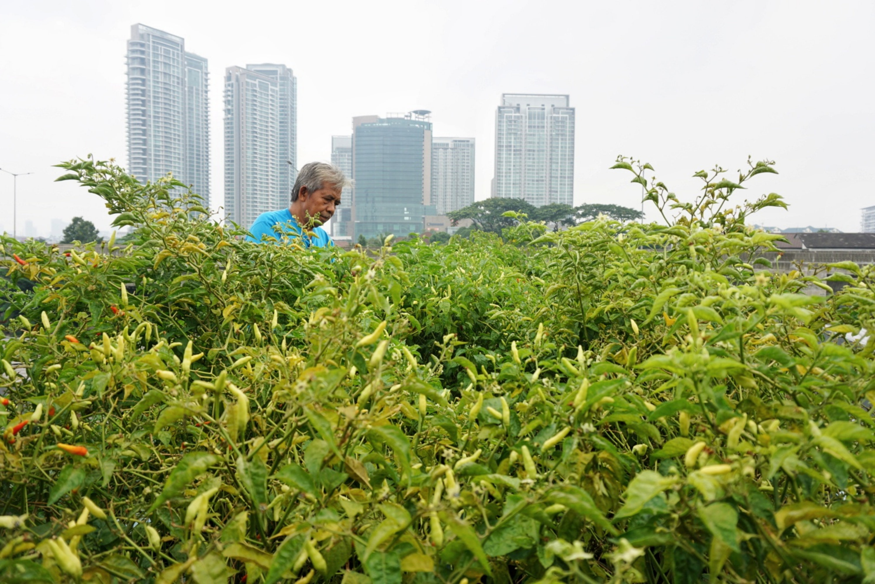 Urban farming menjadi salah satu solusi untuk masyarakat tetap bertani serta memiliki manfaat siginifikan mengurangi emisi karbon