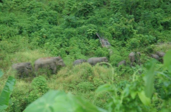 Kawanan Gajah Liar menyeranng kawasan kebun warga di Aceh