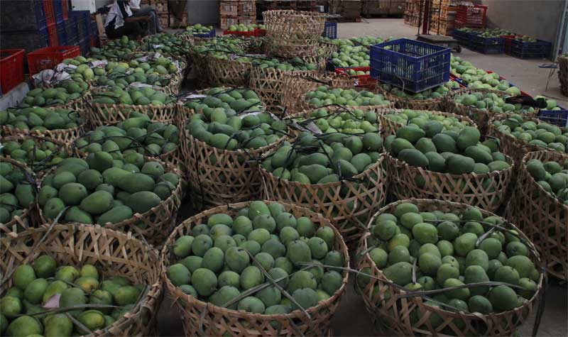 Mangga lokal jenis gedong gincu khas Cirebon Jawa Barat, berhasil diekspor hingga ke Belanda. 