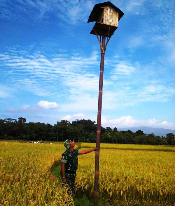 Berantas Hama Tanaman Padi di Brebes Gunakan Burung Hantu