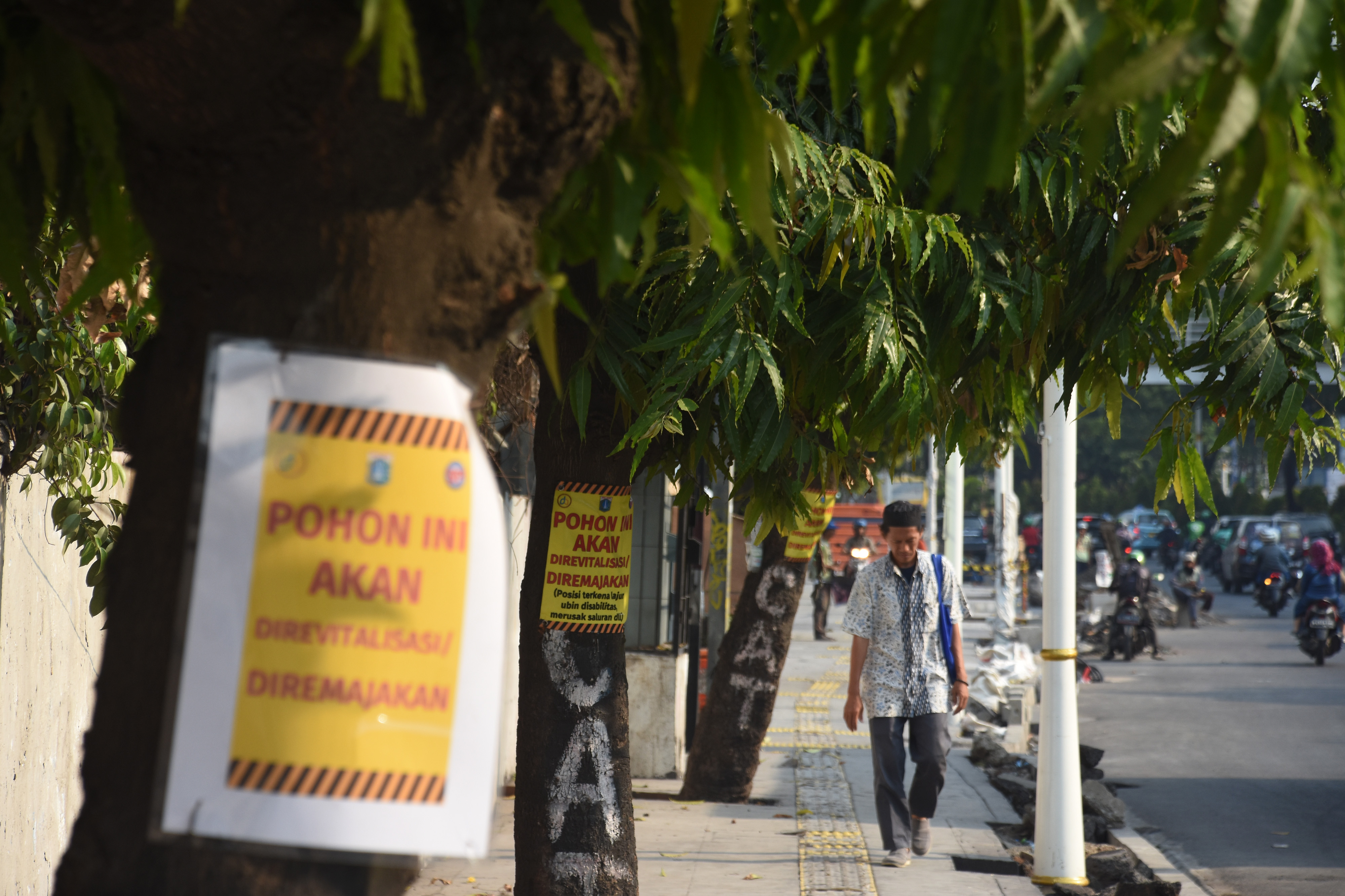 Politisi PDIP Minta Bekas Pohon Angsana di Cikini Diganti Kurma