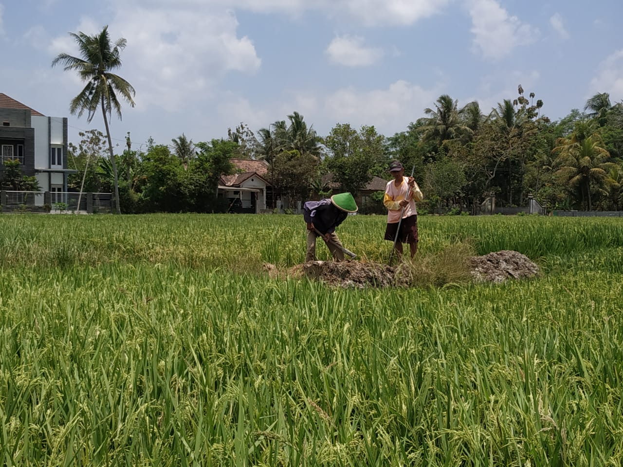Tugiman dan Mukijo menggarap sawah dengan sistem pertanian berkelanjutan.  Panen yang dihasilkan tidak lagi dikuasai tengkulak. 