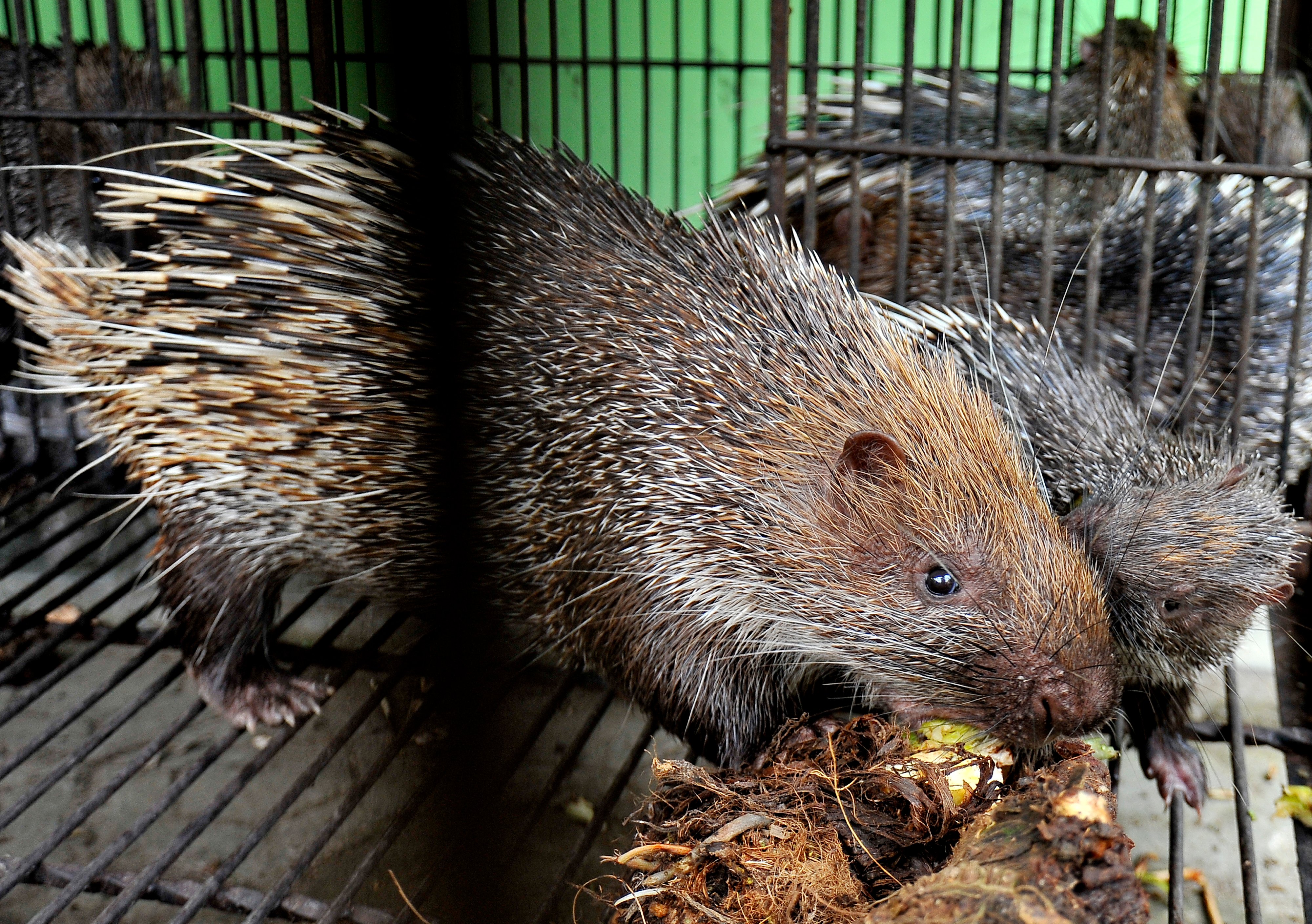 LIPI dan KLHK Lepas Liarkan Puluhan Landak Jawa