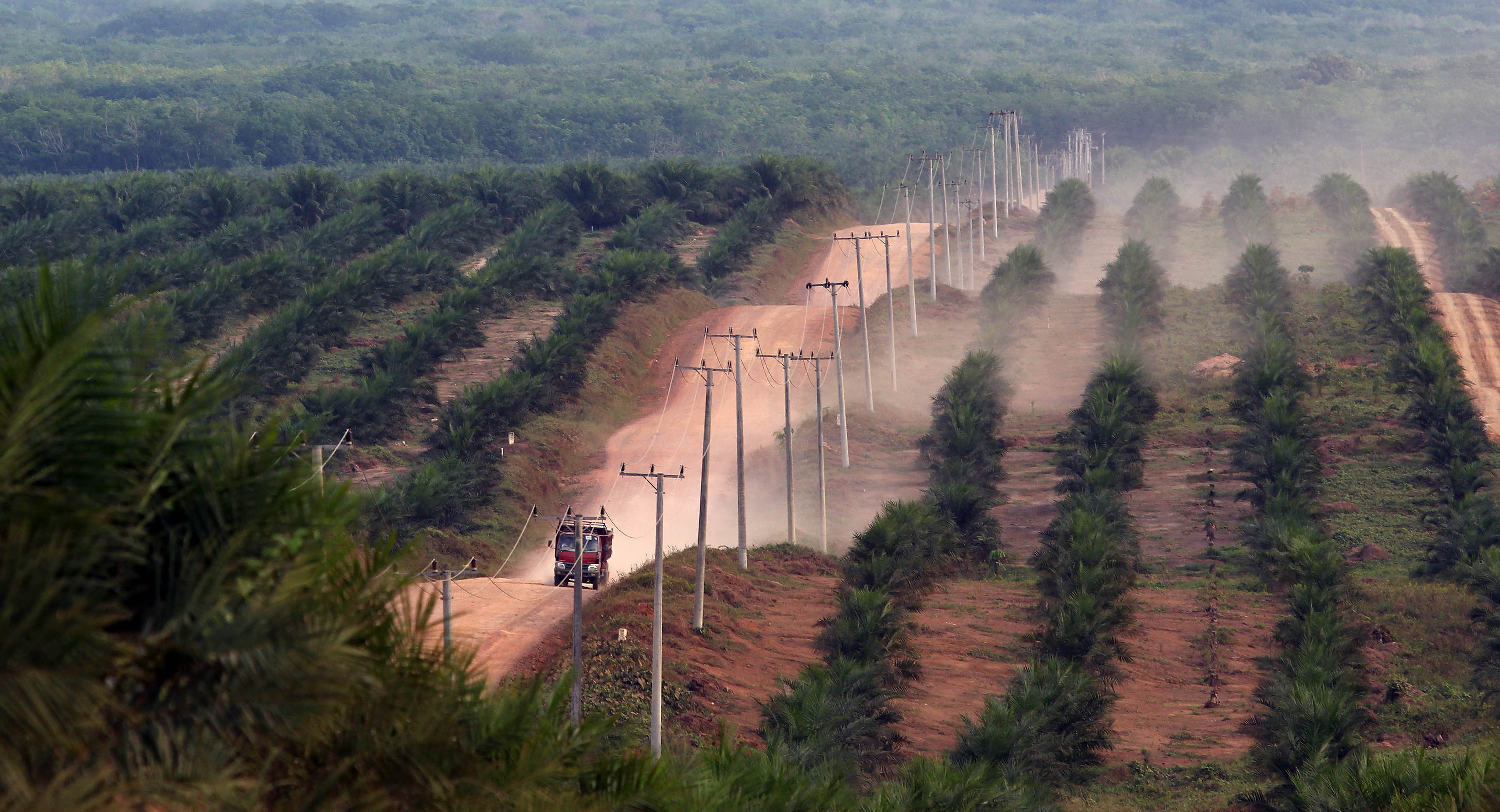 Sebuah mobil melintas di perkebunan kelapa sawit Bumiarjo, Mesuji Raya, OKI, Sumatera Selatan, Sabtu (10/9).