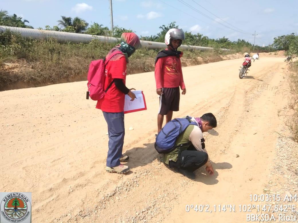 BBKSDA Riau menelusuri informasi terkait keberadaan harimau sumatra (Panthera Tigris Sumatrae) di operasional ladang minyak zamrud BOB