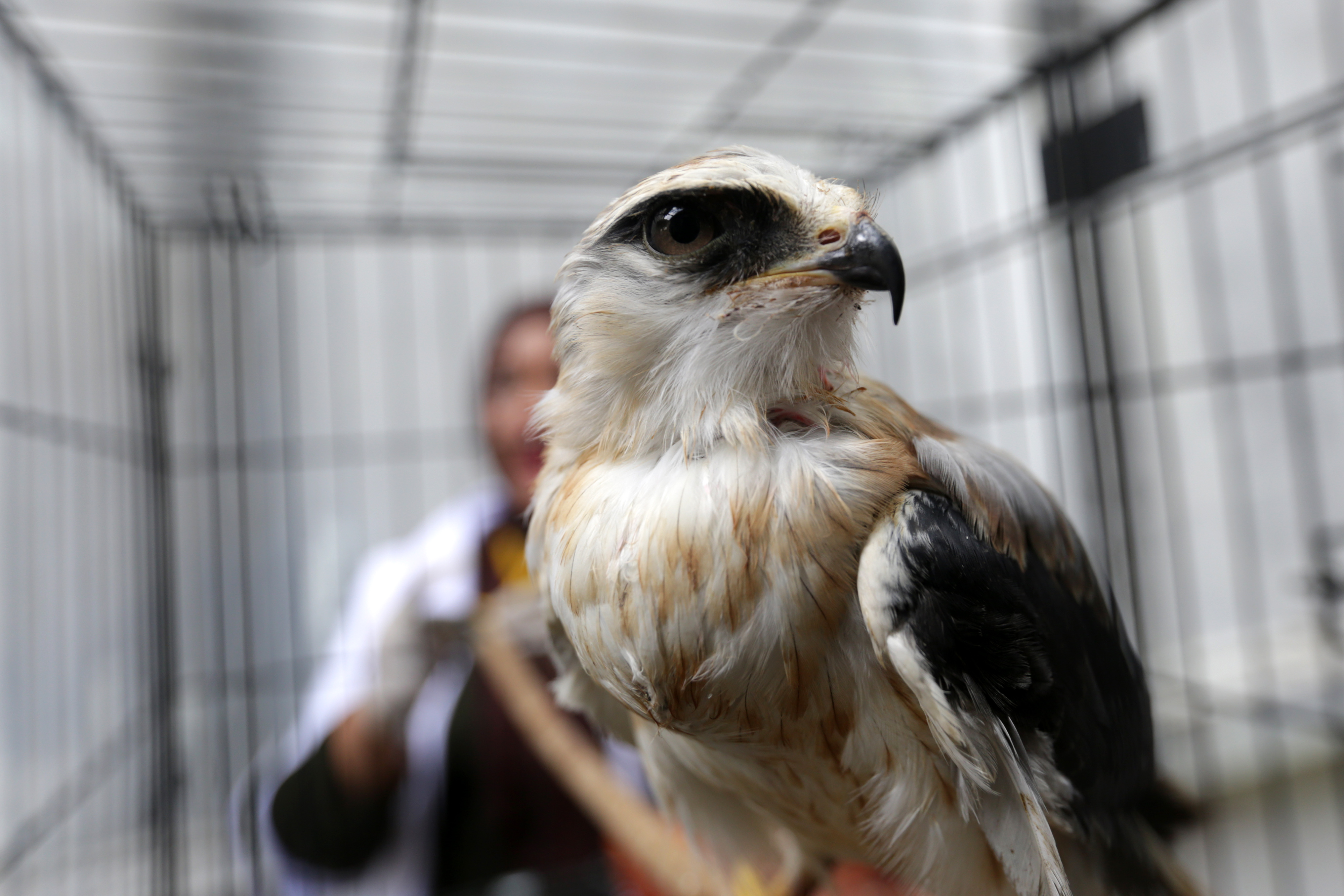 elang tikus, salah satu satwa yang dilindungi di Indonesia