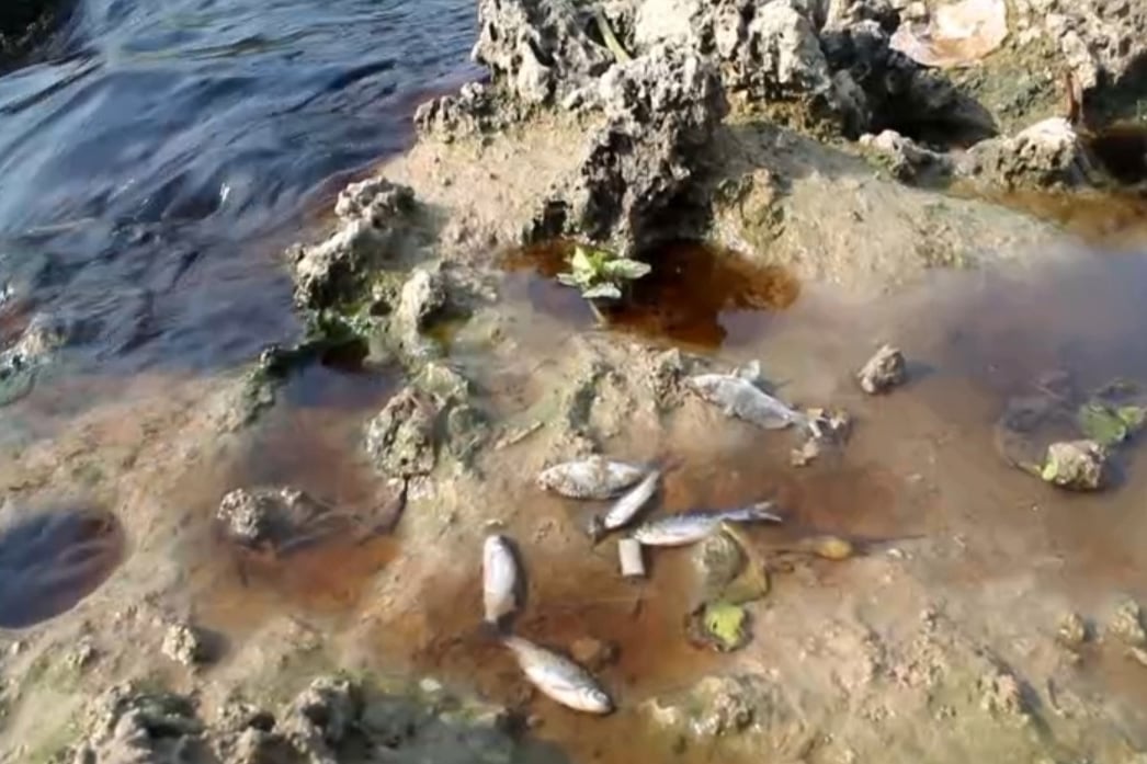 Kondisi air Sungai Bengawan Solo yang tercemar kian mengkhawatirkan. 